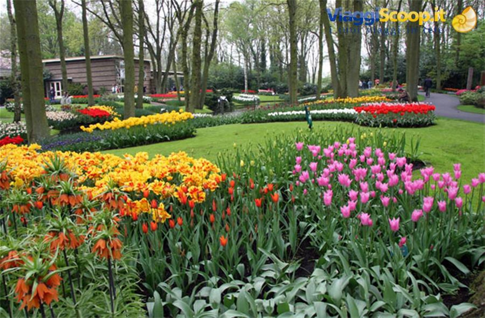 tulipani dappertutto