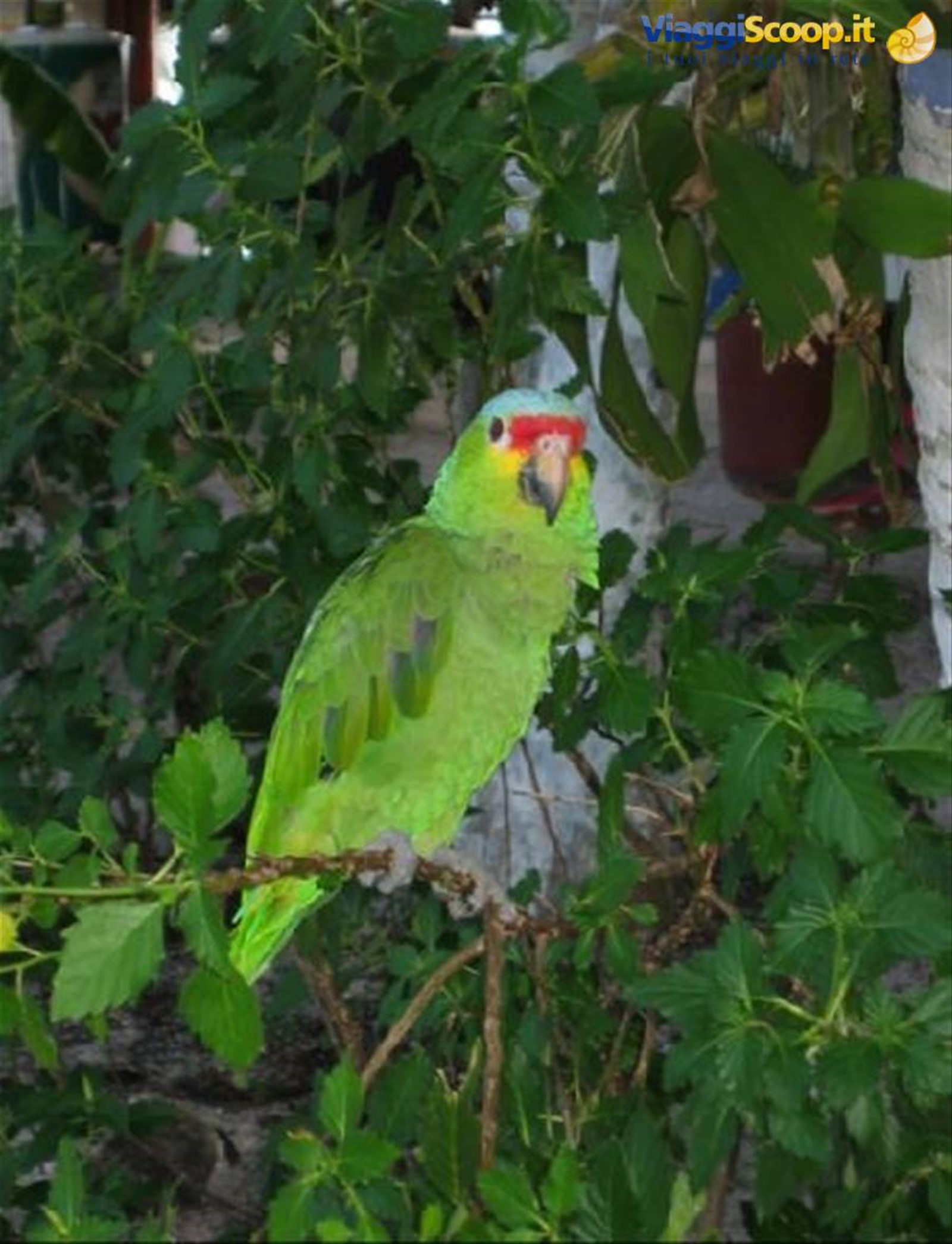 pappagallo messicano