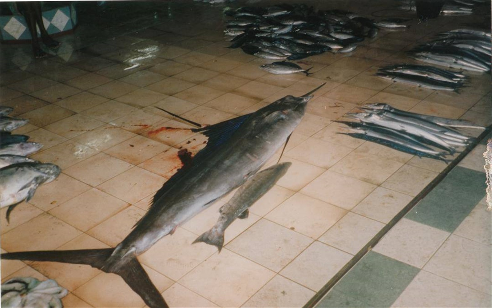 mercato del pesce