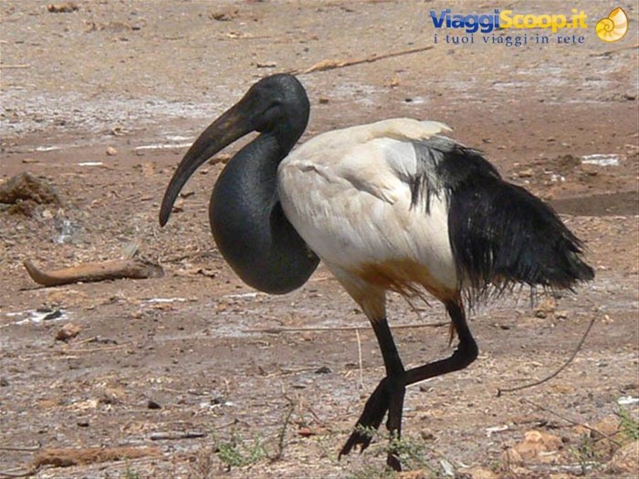 l' ibis, uccello sacro agli Egizi