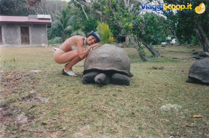 tartarughe giganti, altro simbolo delle Seychelles