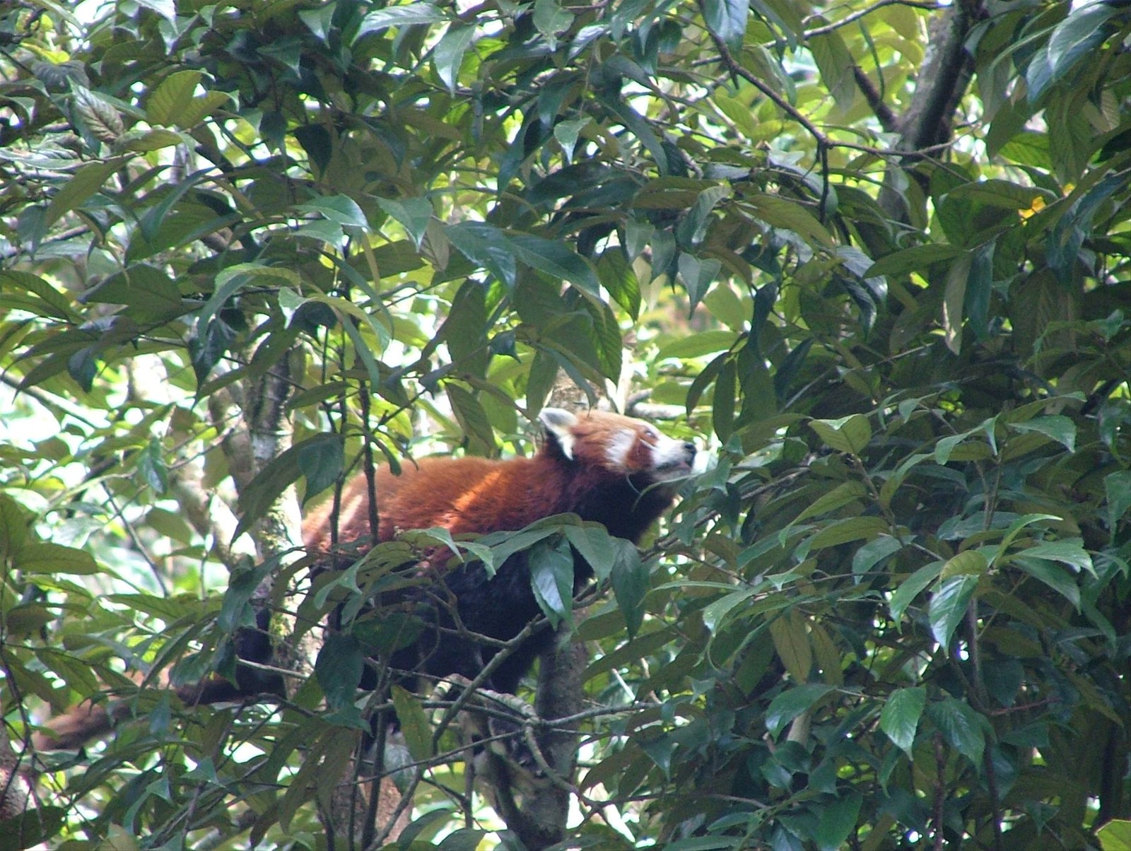 il simpaticissimo red panda