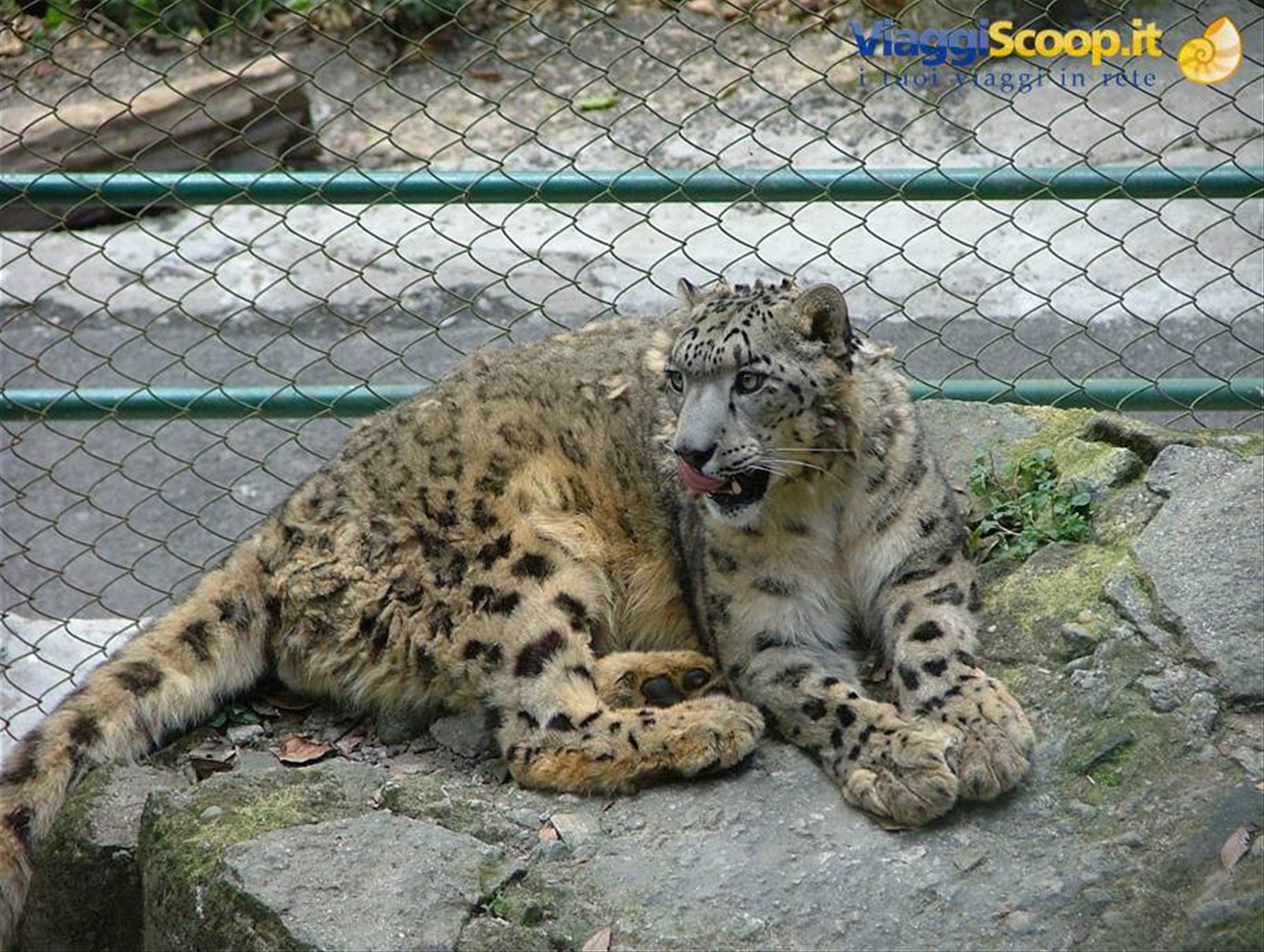 leopardo delle nevi