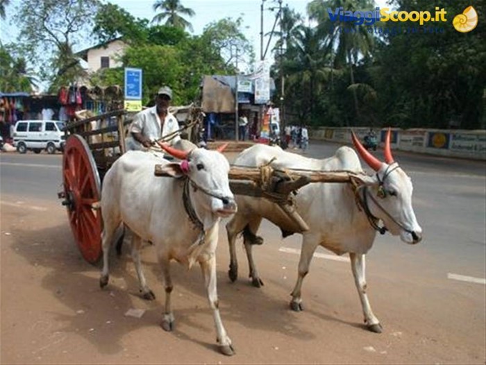 per le strade di Panjim