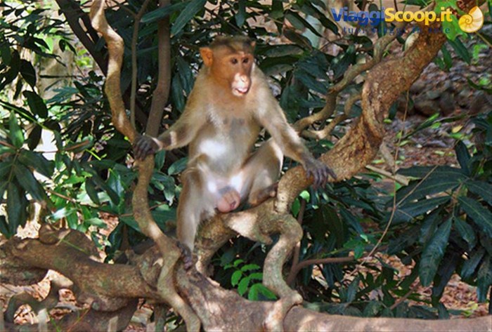 macaco a Bondla