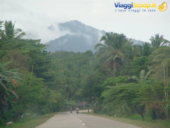 Palawan, strada nella giungla