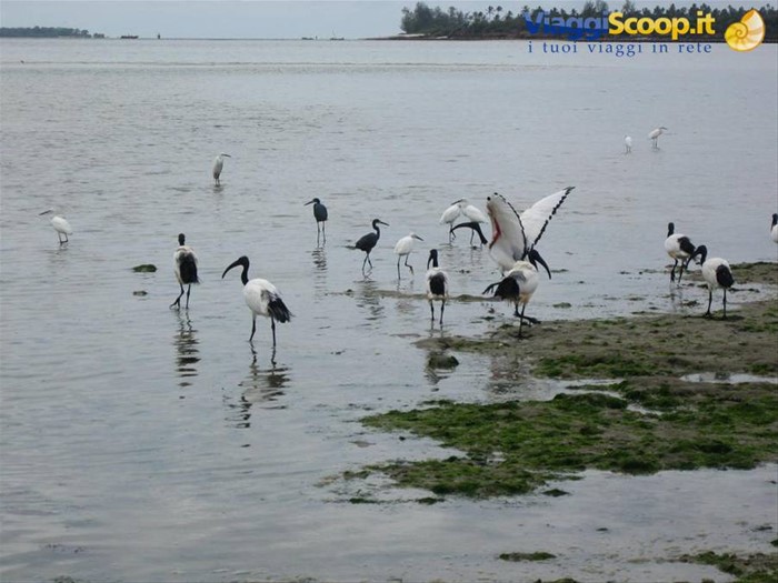 gli ibis