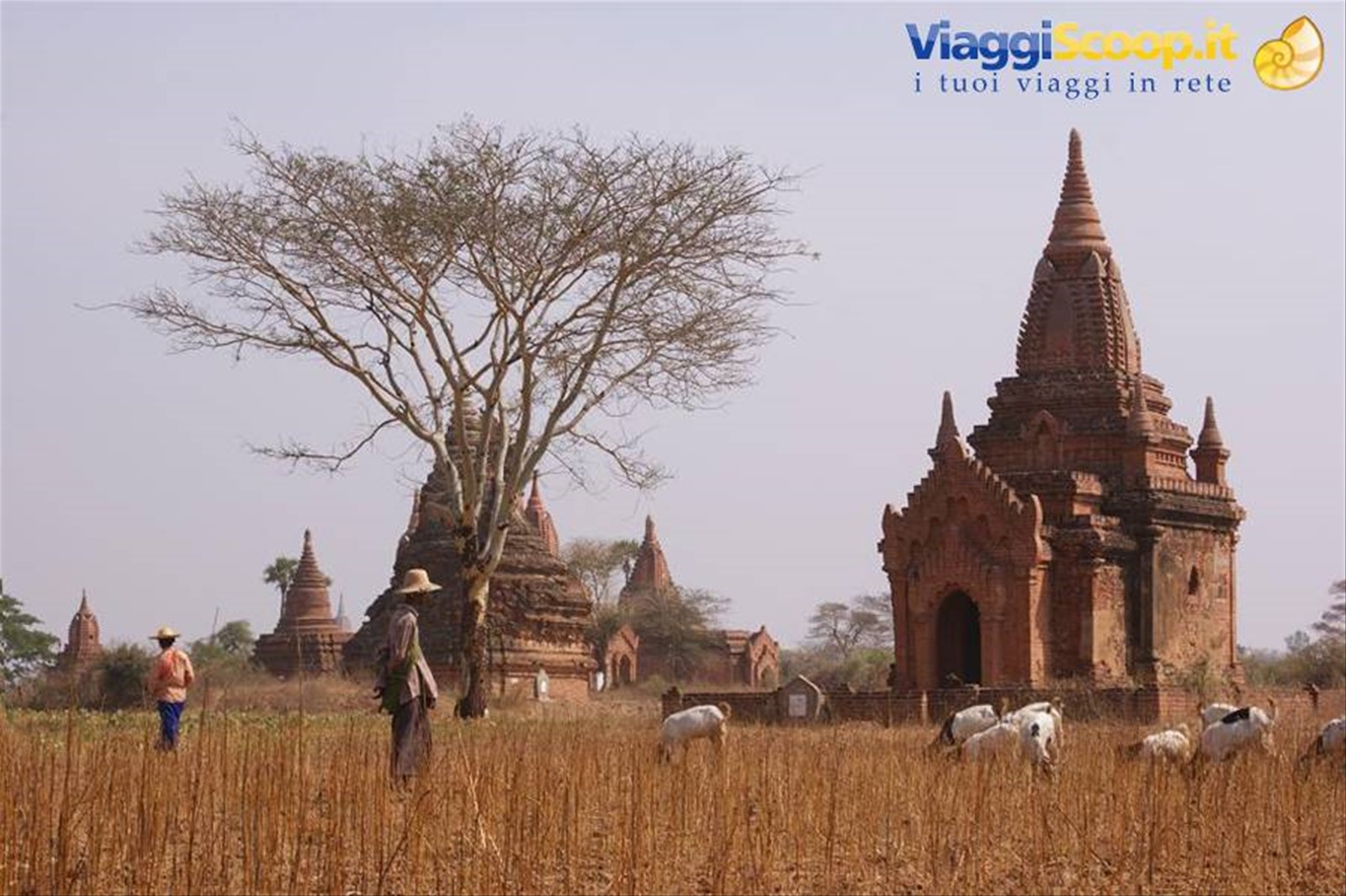 pecore al pascolo presso i templi di Bagan