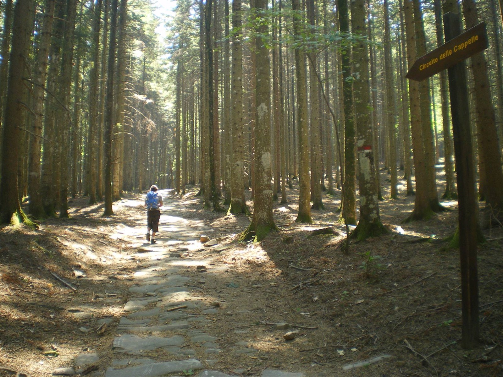 foresta di Vallombrosa