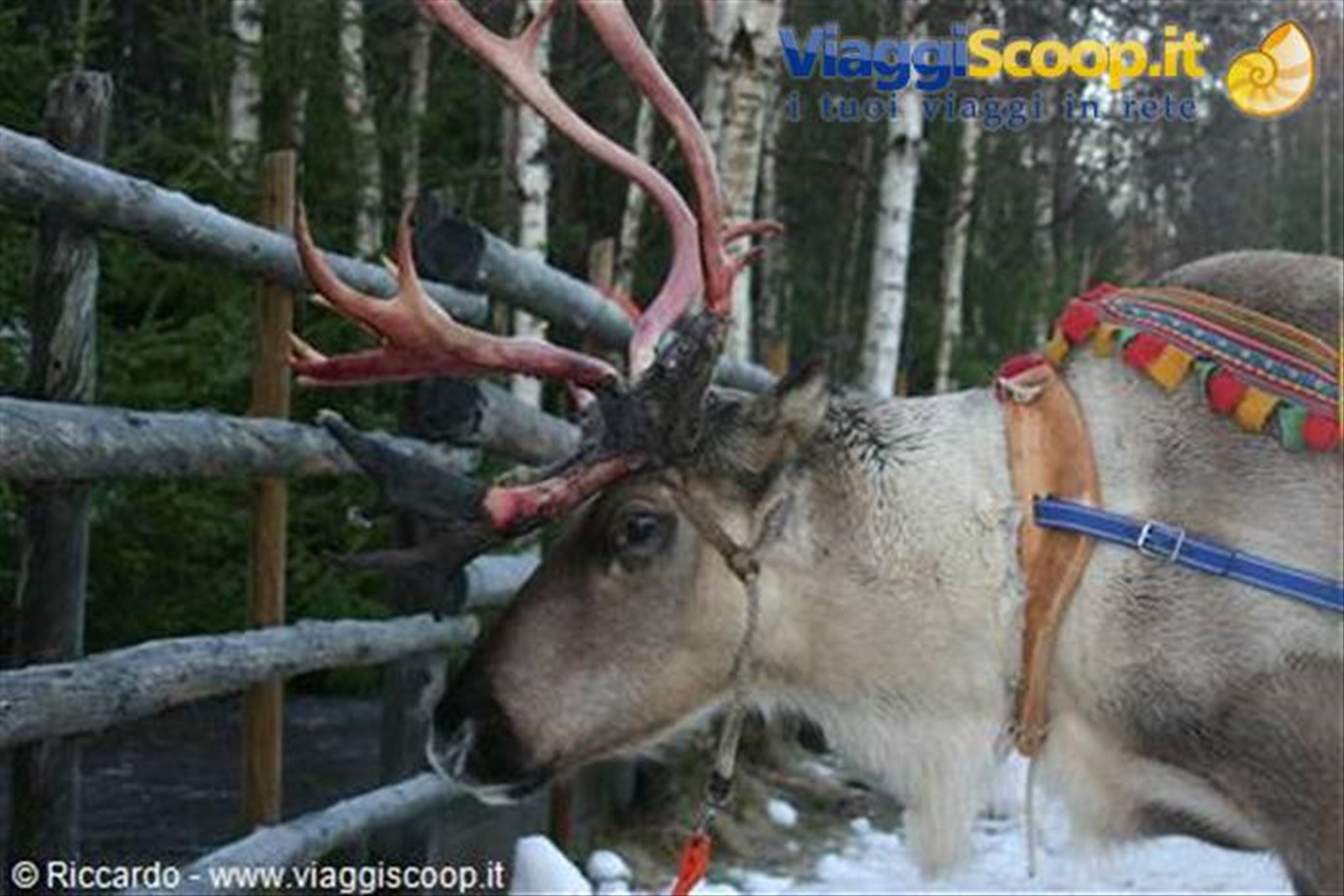 Rovaniemi - Fattoria delle renne