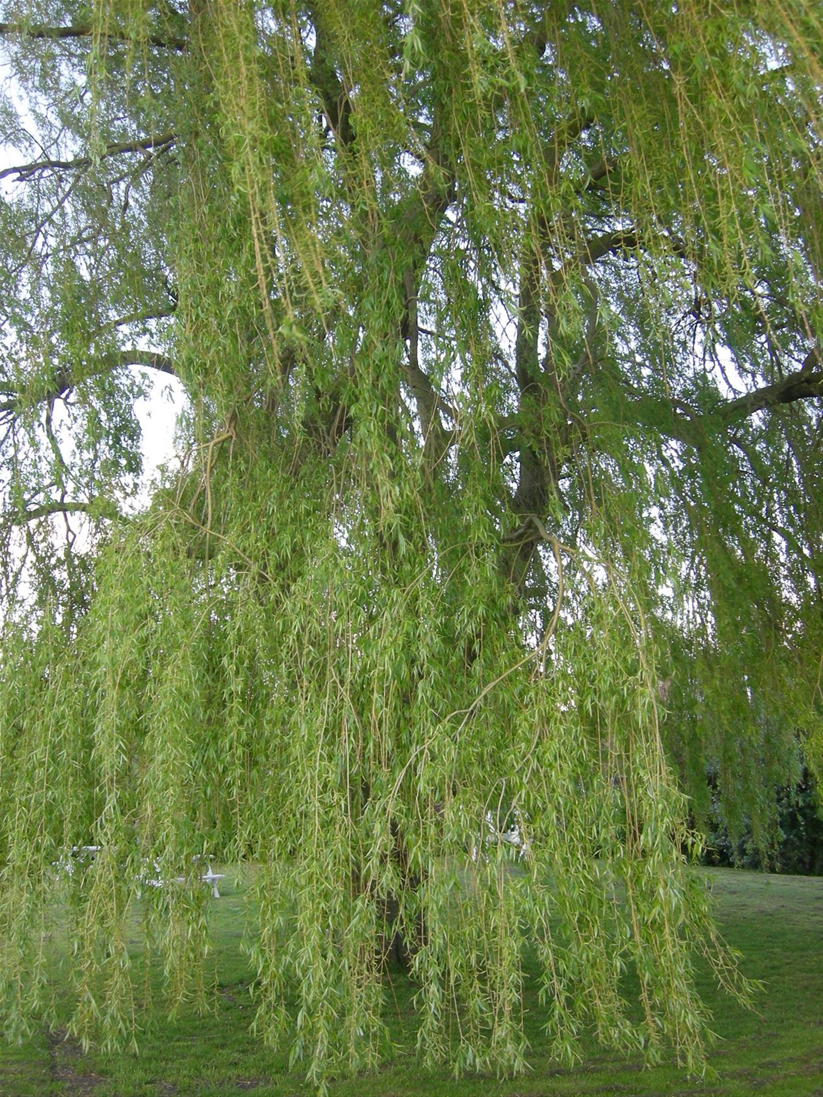 the willow tree, bourn