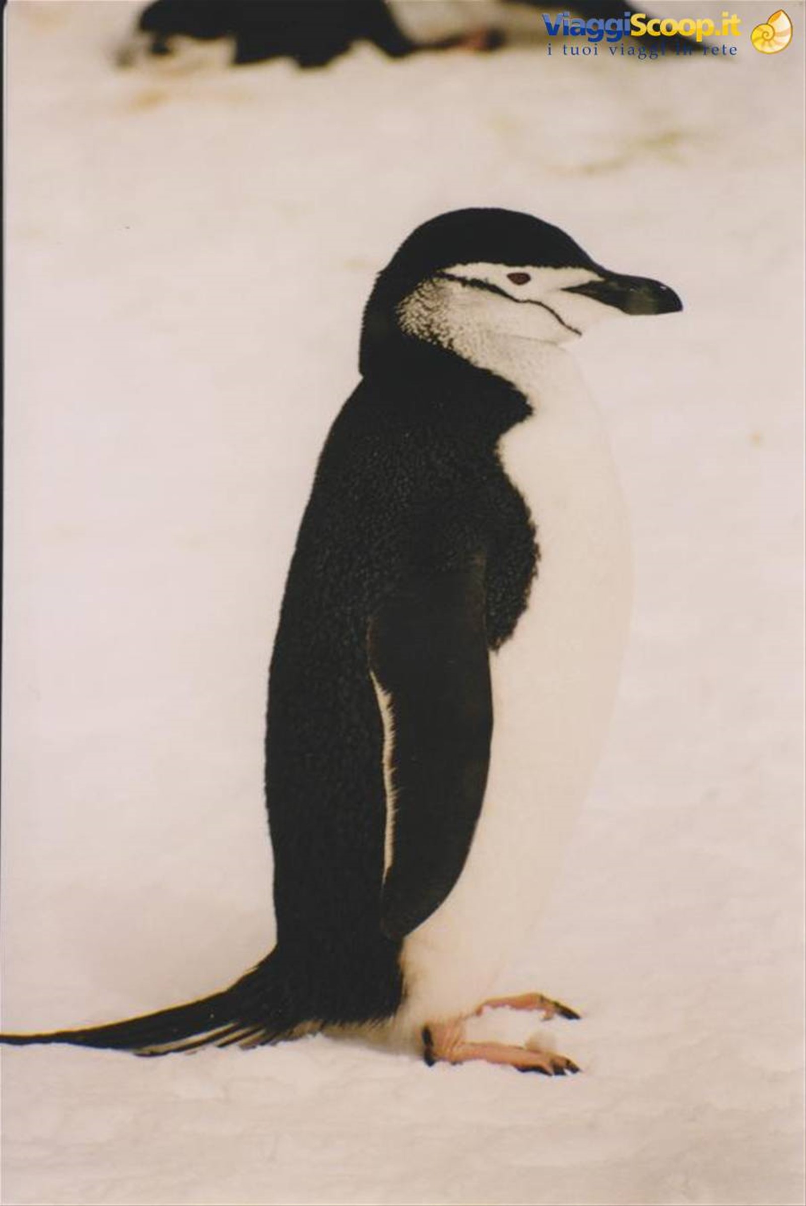 Foto di viaggio in ANTARTICA