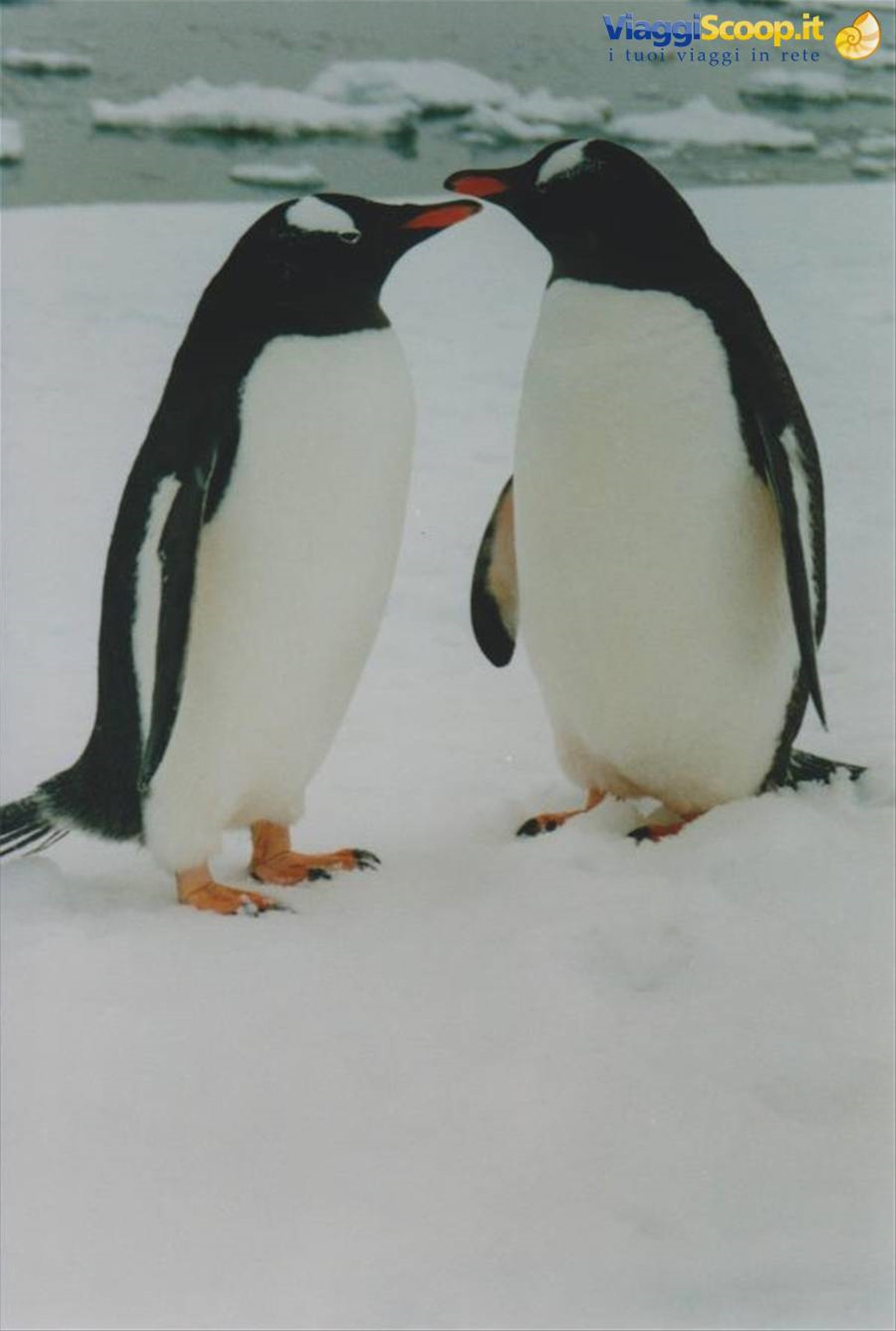 Foto di viaggio in ANTARTICA