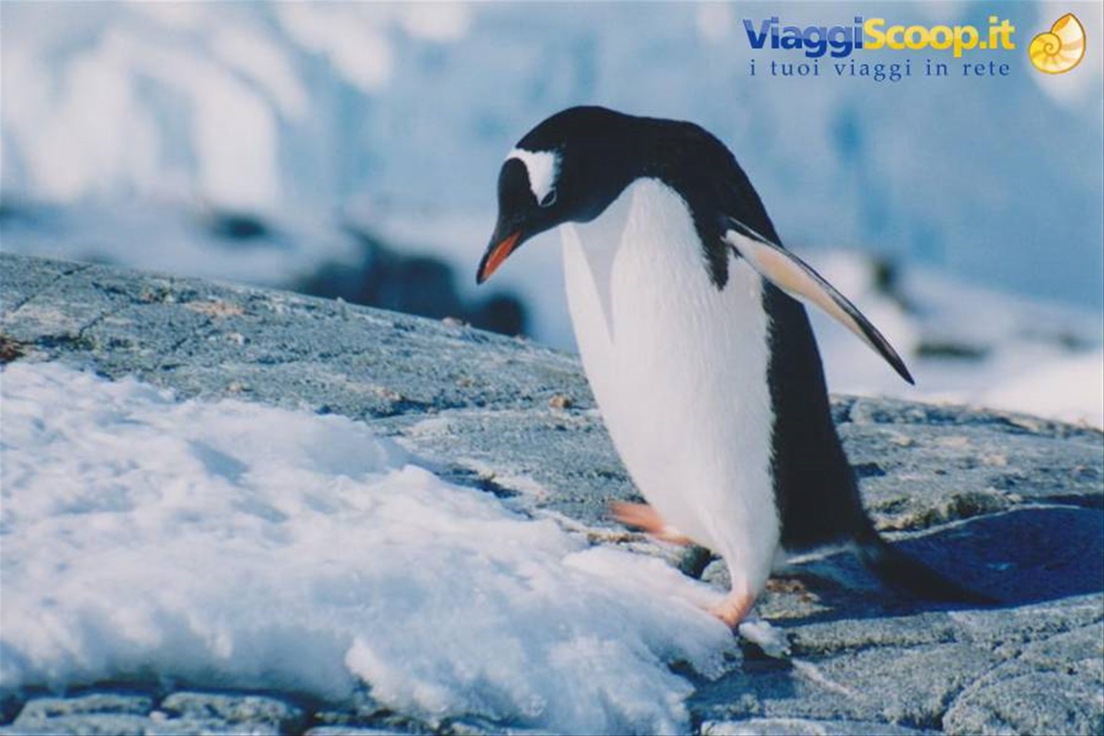 Foto di viaggio in ANTARTICA