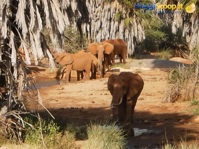 elefanti al parco amboseli