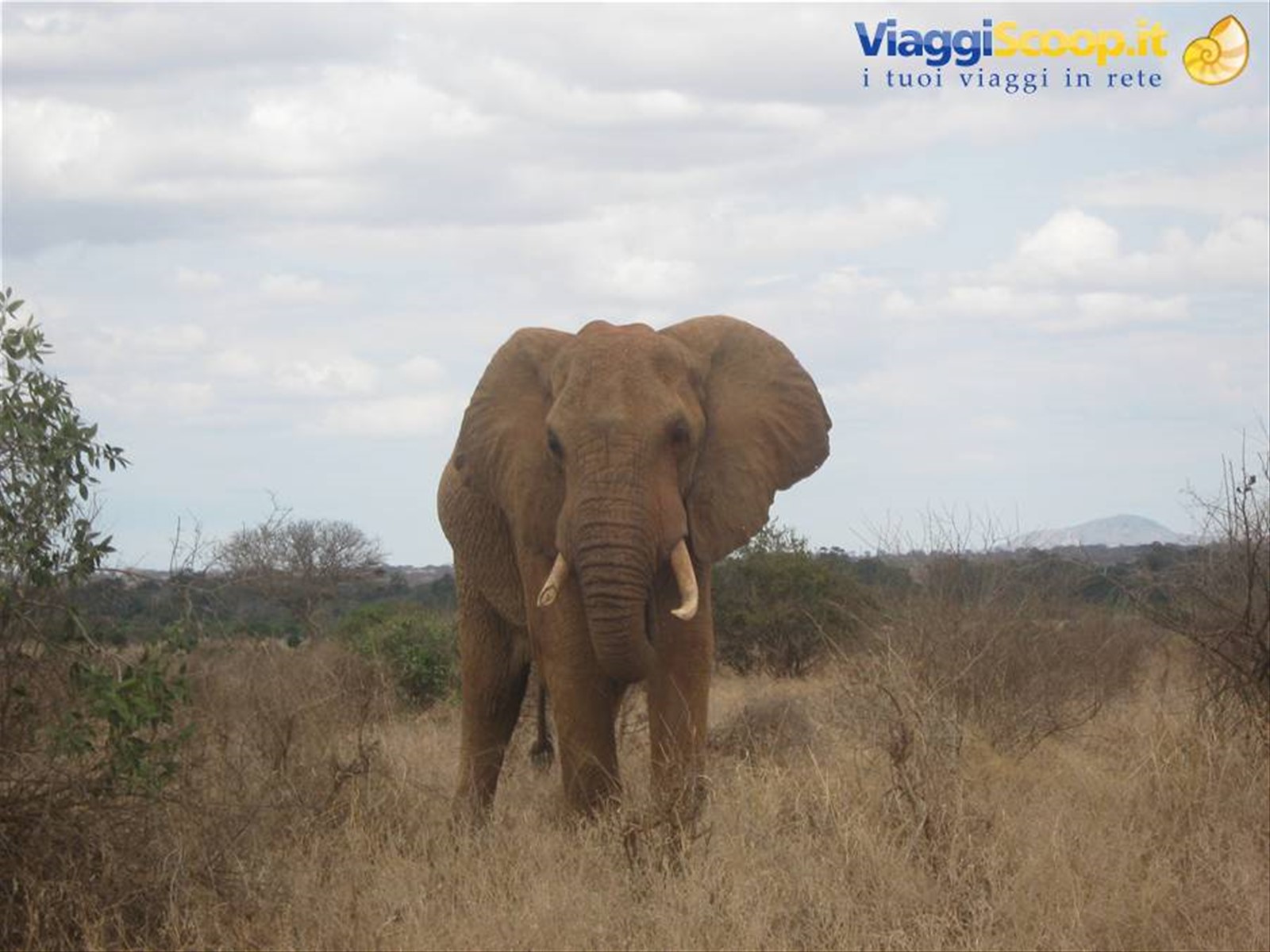 Tsavo Est - Elefante