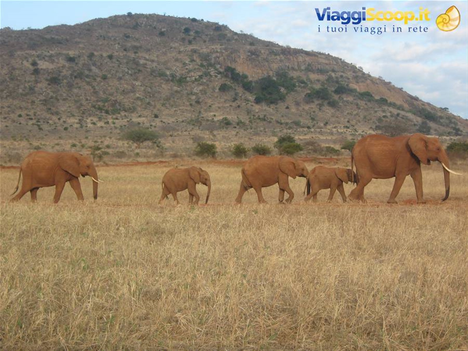 Tsavo Est - Elefanti in gruppo
