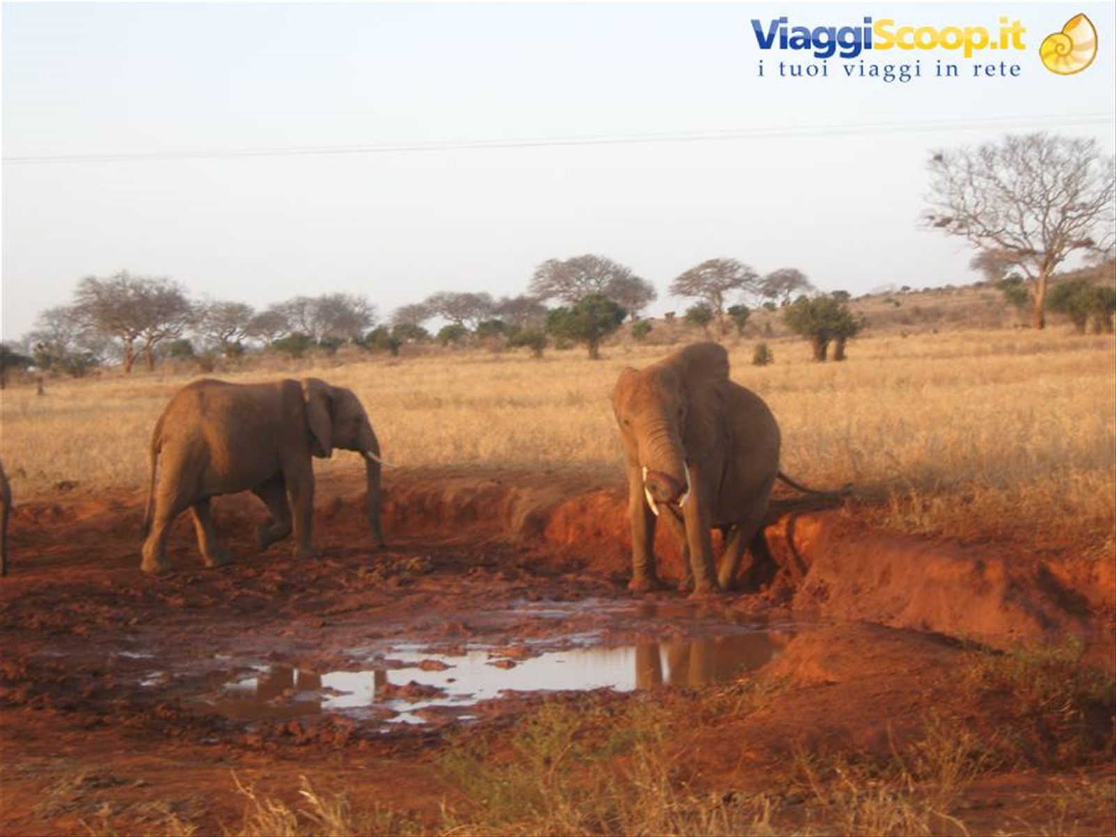 Tsavo Est - Elefanti alla pozza d'acqua