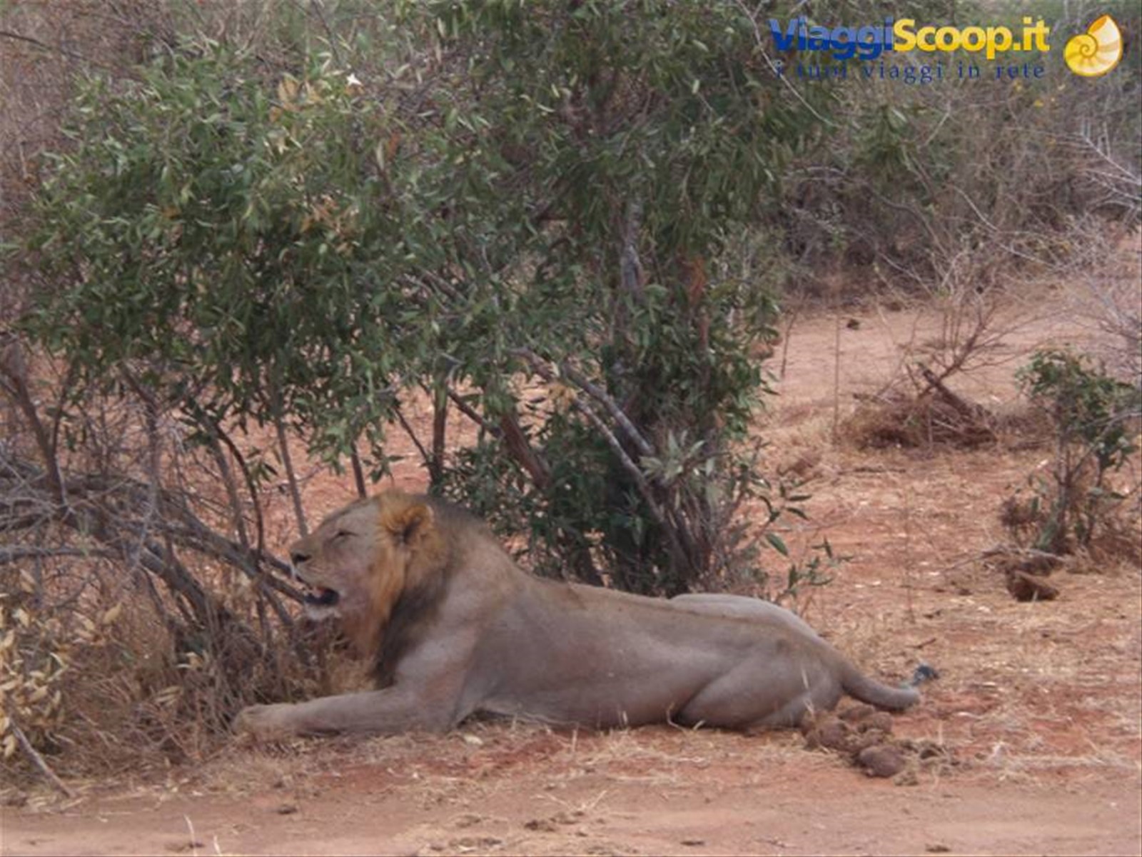 Tsavo Est - Leone