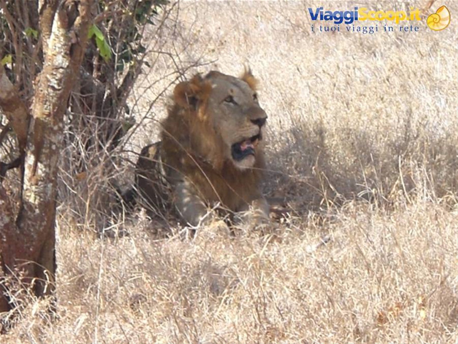 Tsavo Est - Leone
