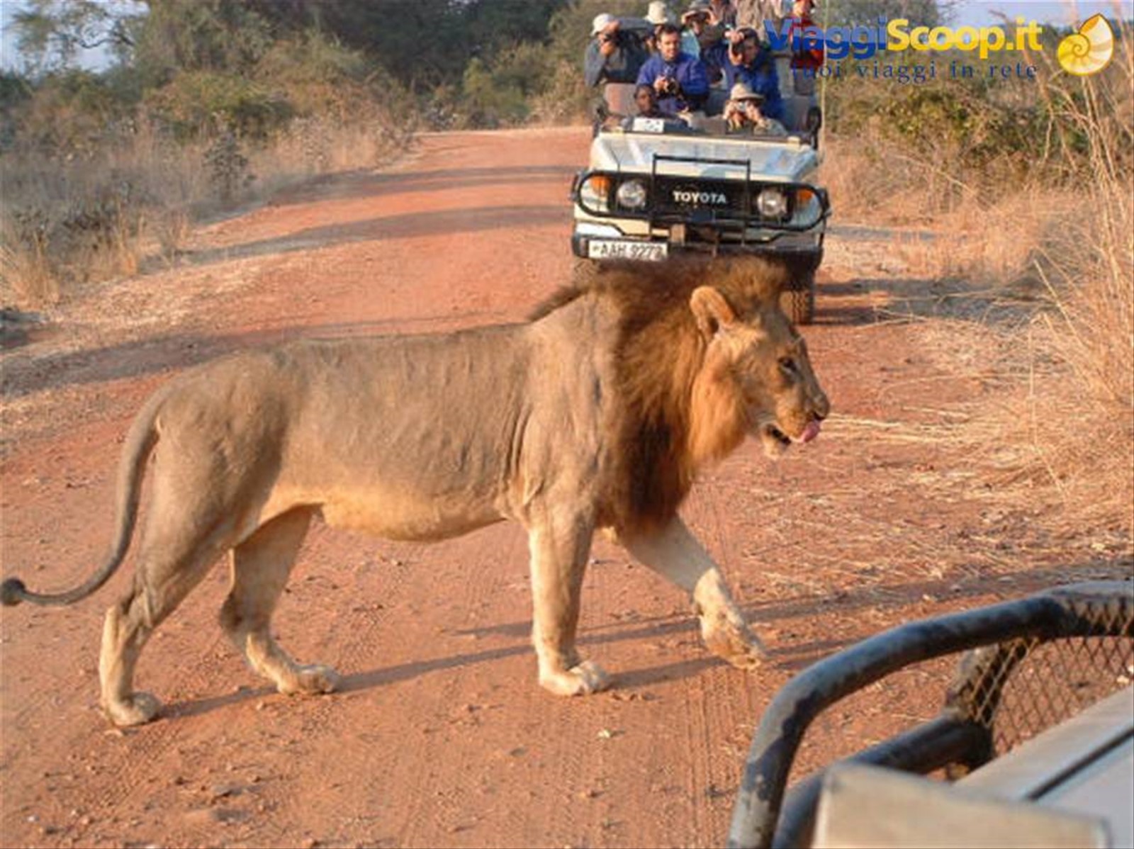 il re della savana
