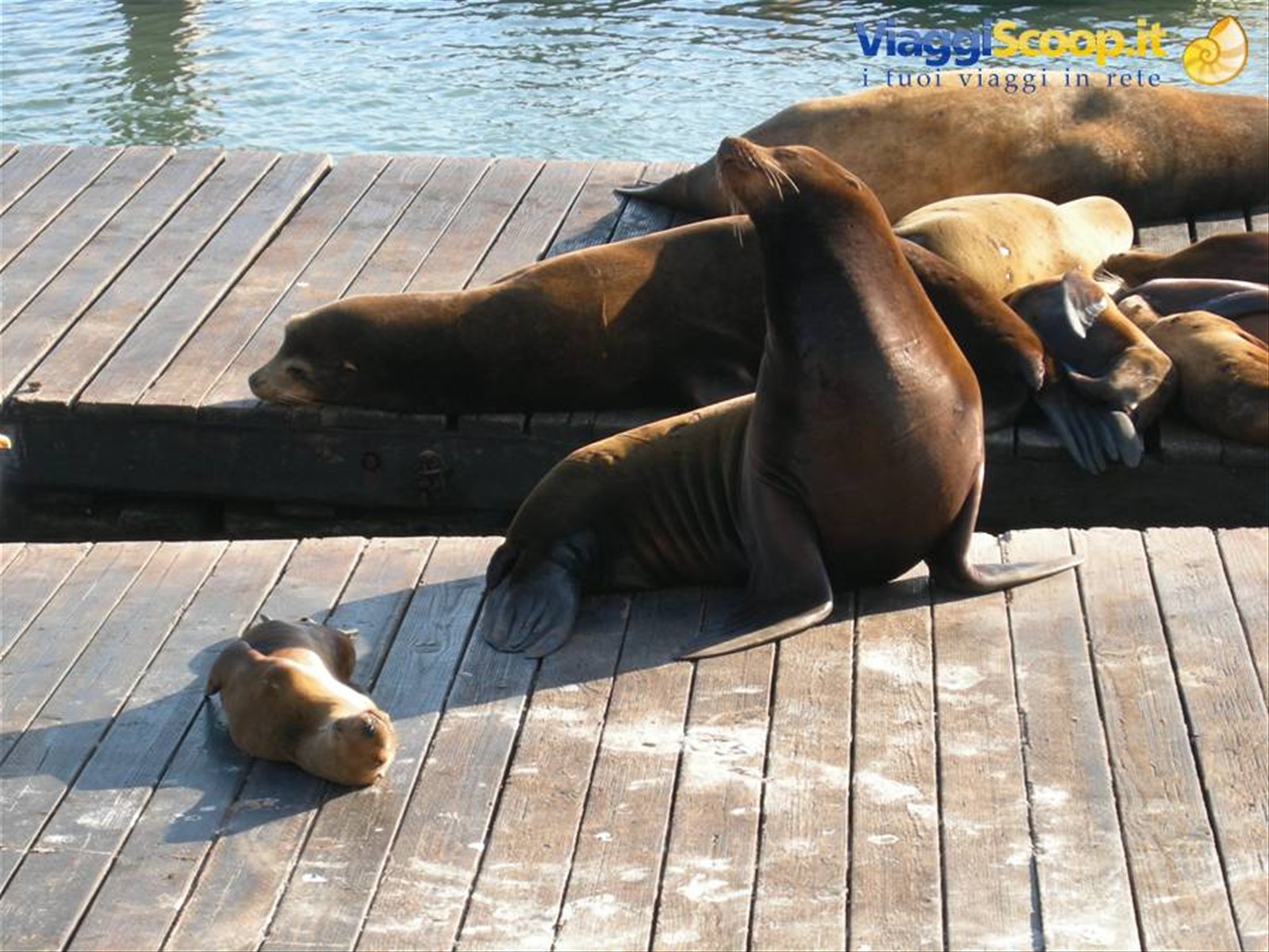 Leoni marini al Pier 39 - San Francisco