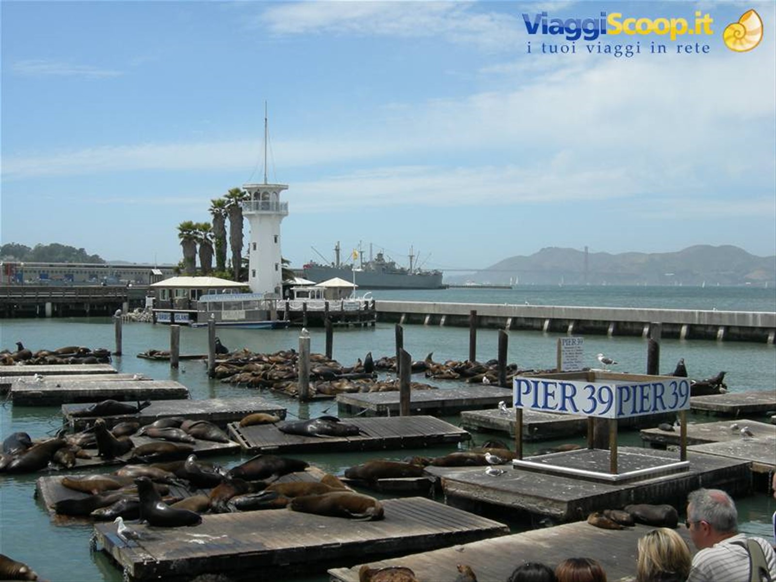 Leoni marini al Pier 39 - San Francisco