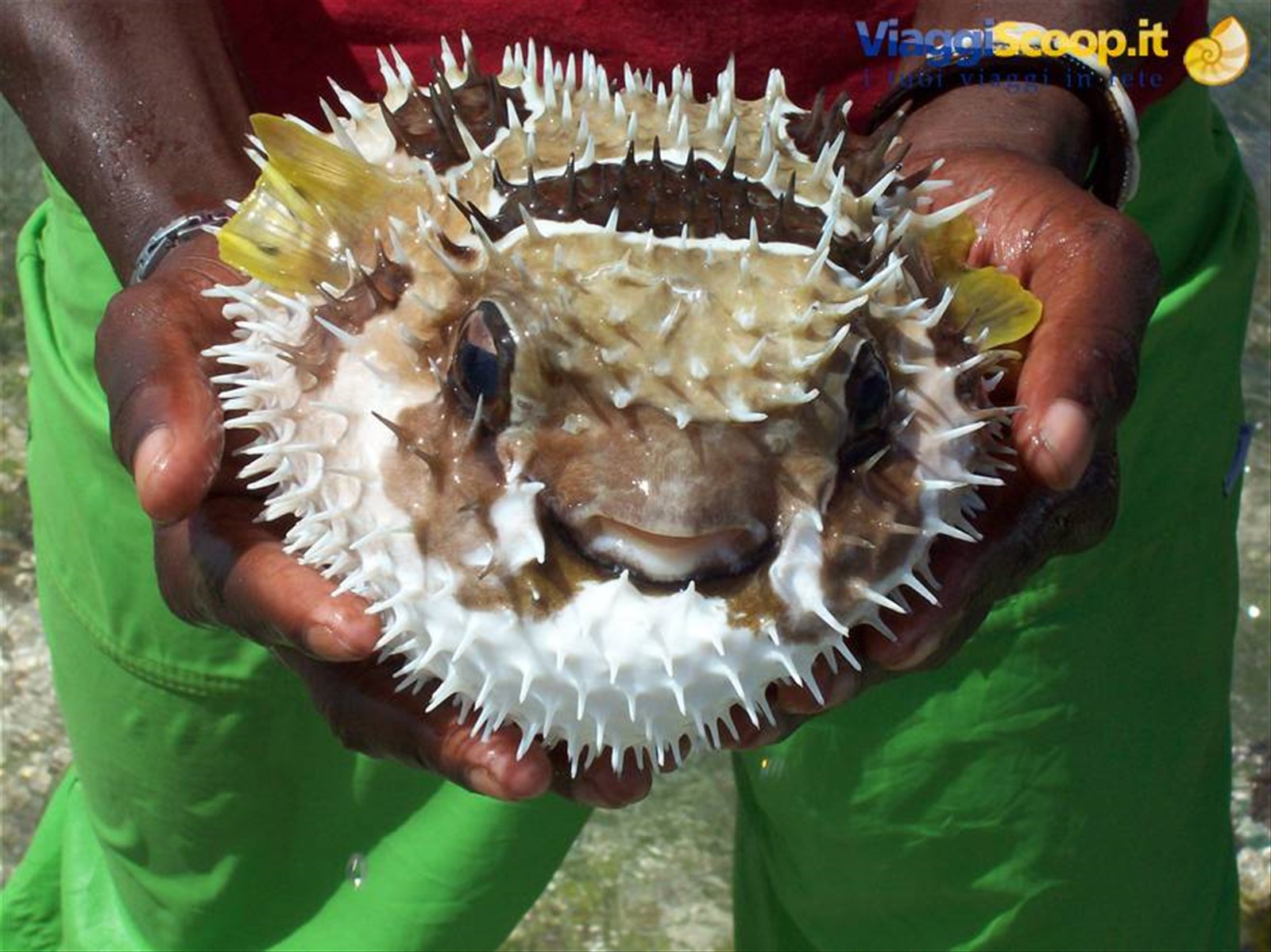 PESCE PALLA