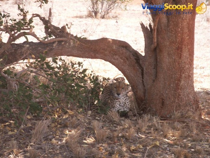 Il ghepardo al Tsavo Est
