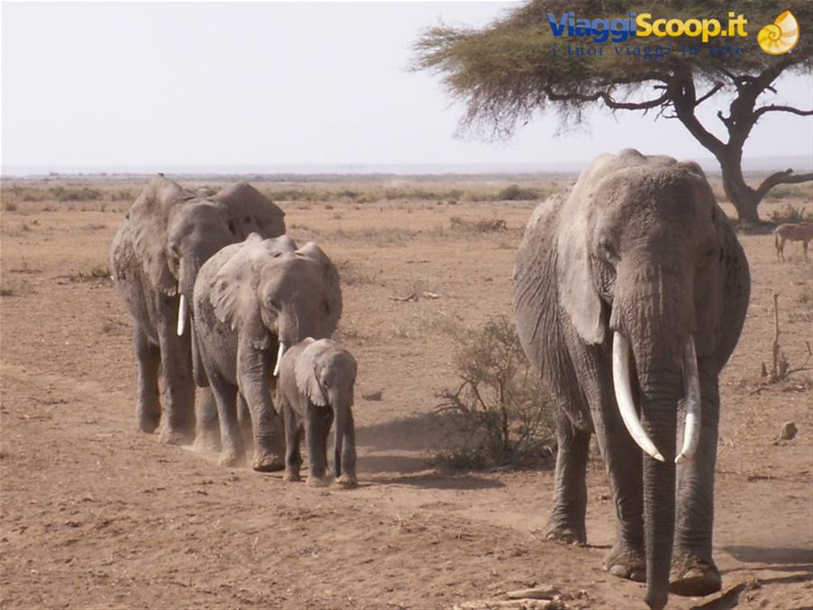 Gli Elefanti ad Amboseli