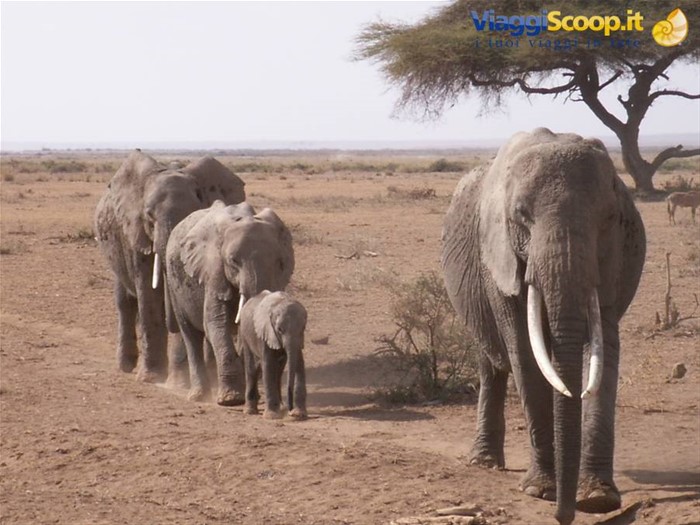 Gli Elefanti ad Amboseli