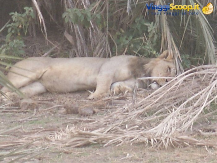 Il leone ad Amboseli