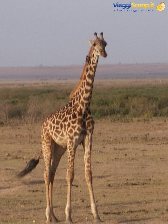 La giraffa ad amboseli