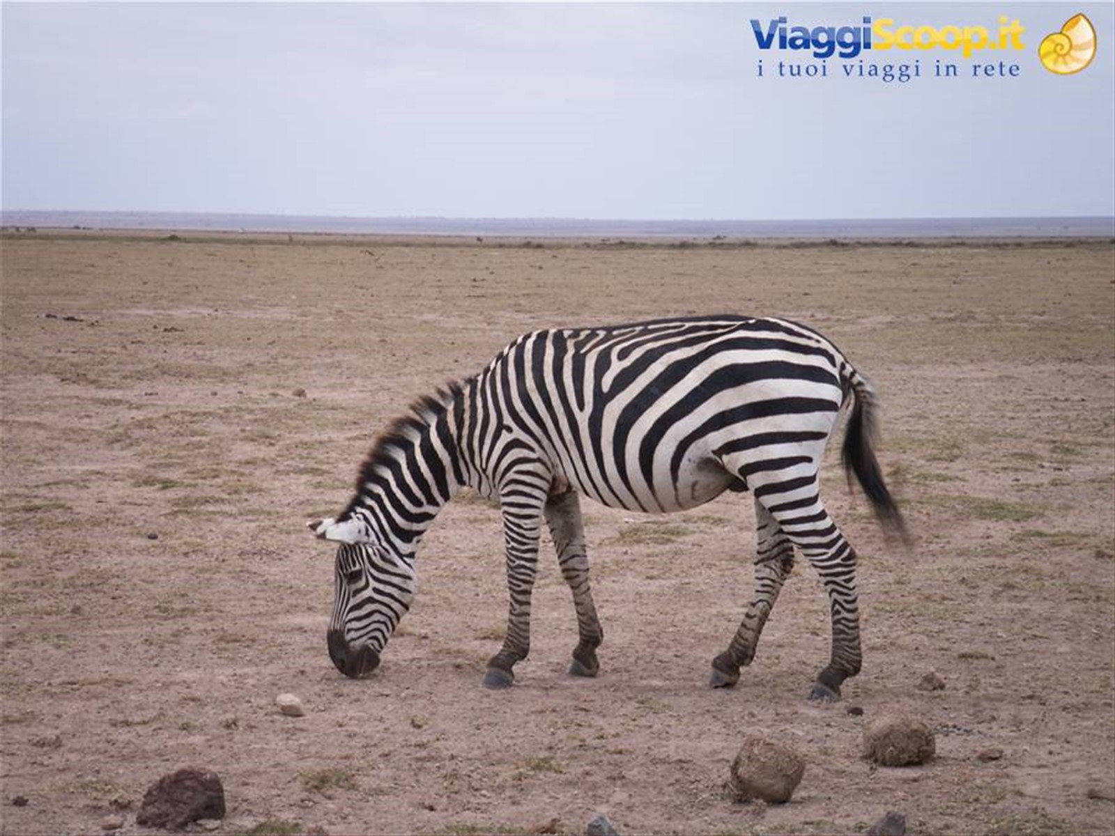 La Zebra