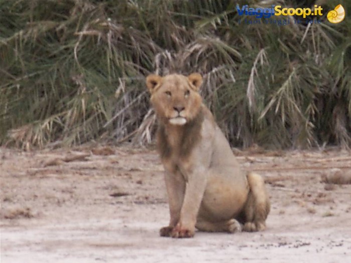 Il leone ad amboseli