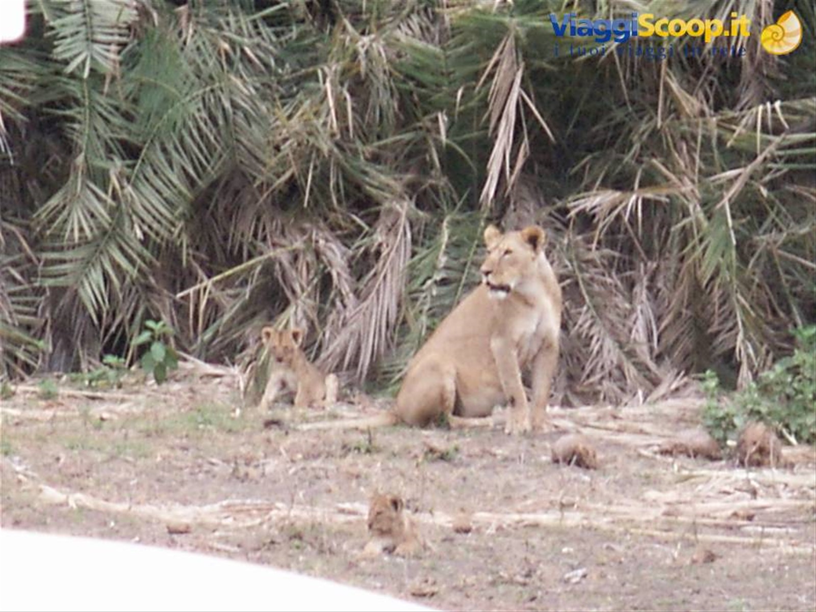 lenonessa con i piccoli, amboseli