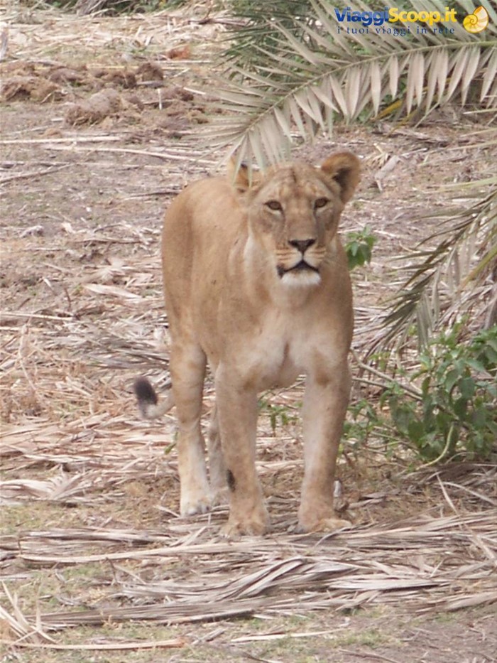 La leonessa - Amboseli