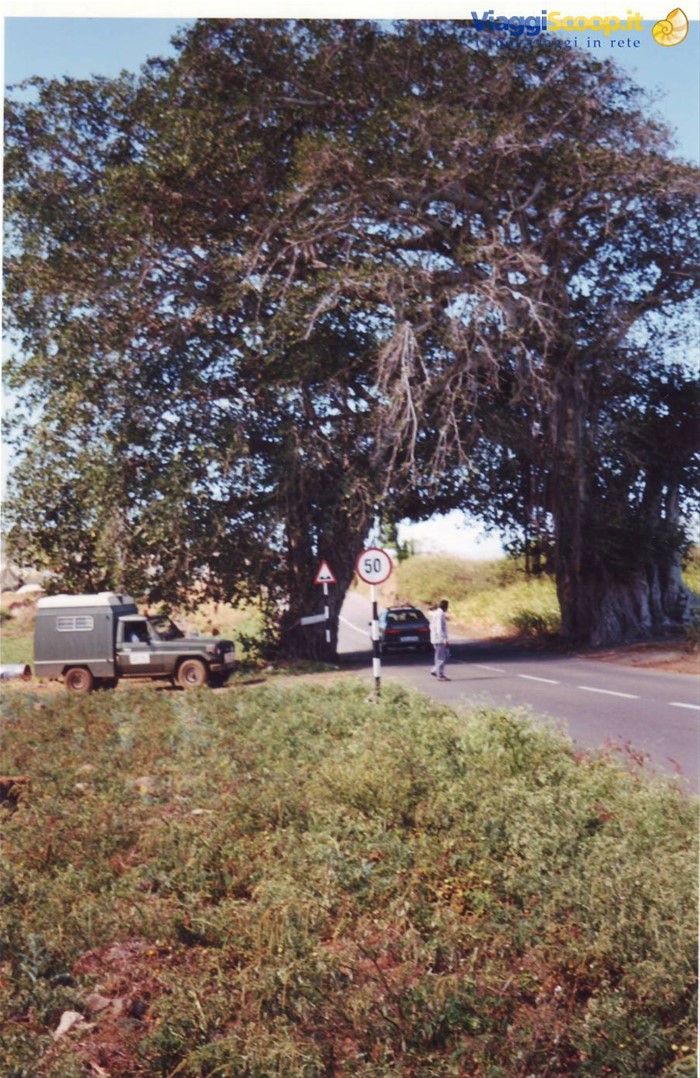 un albero particolare