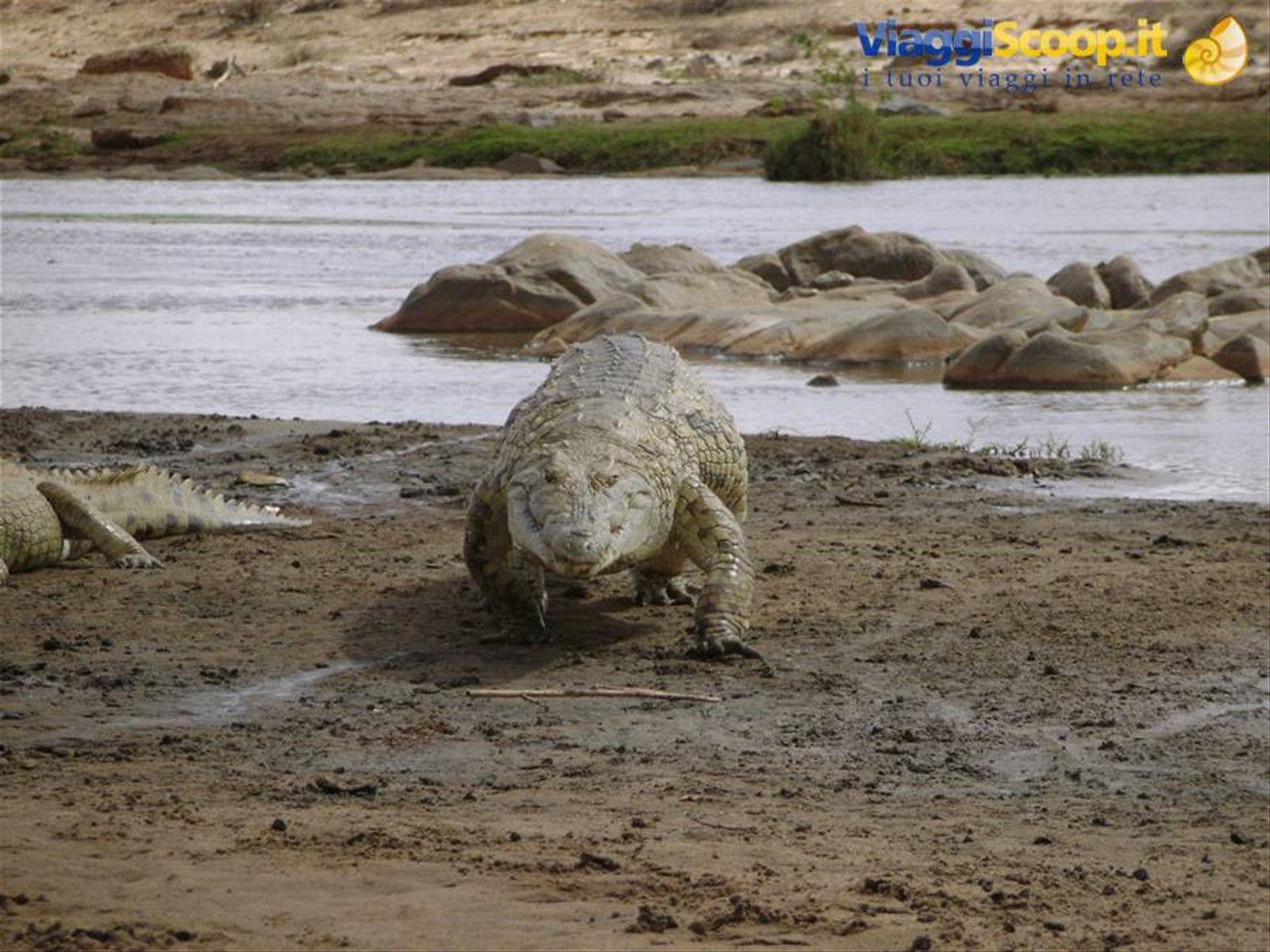 Coccodrillo