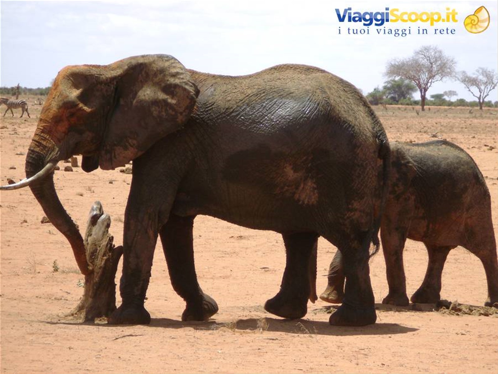 Elefante