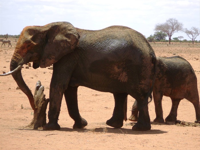 Elefante