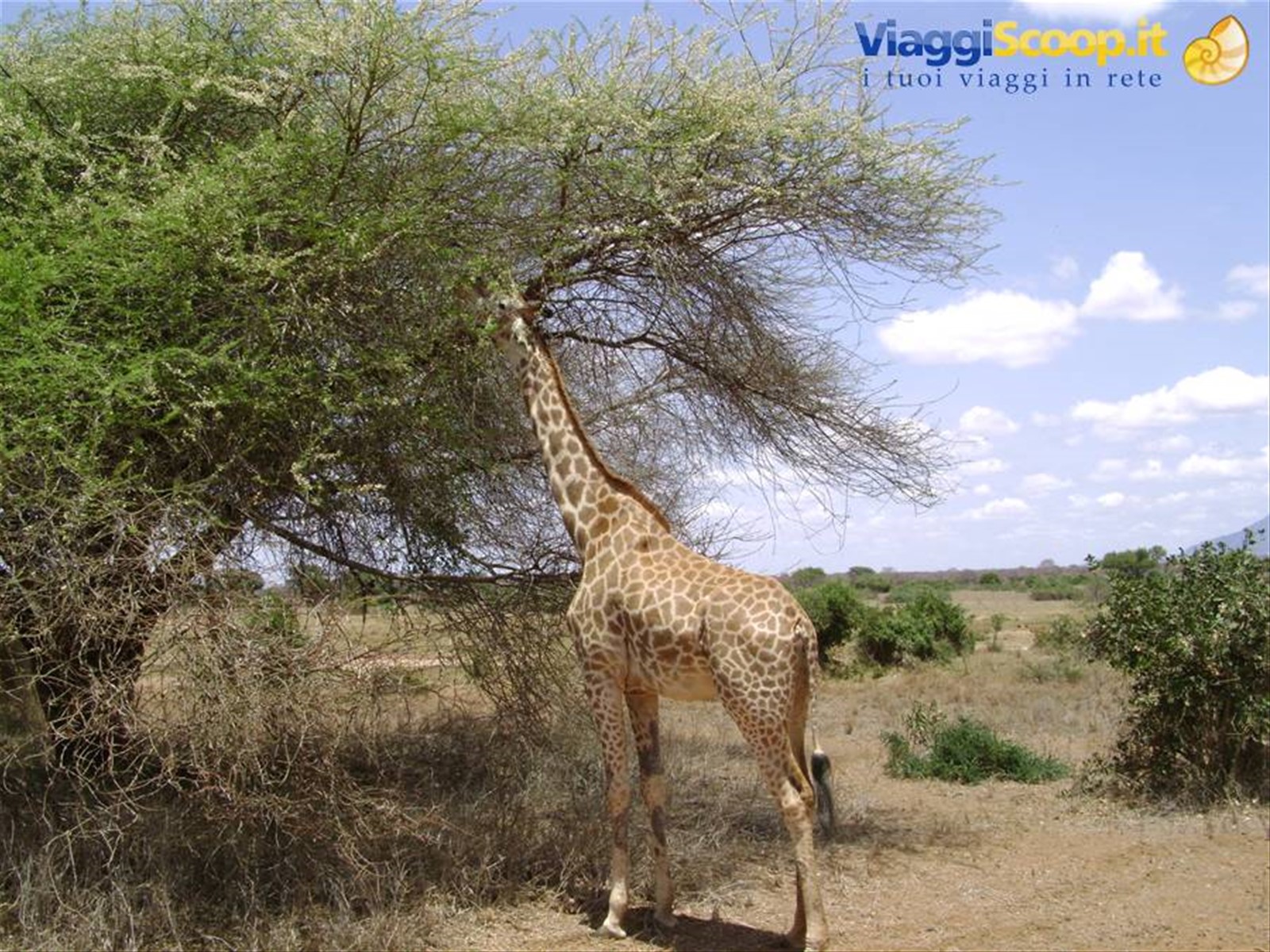 Giraffa