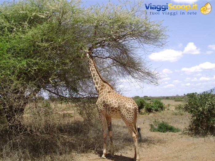 Giraffa