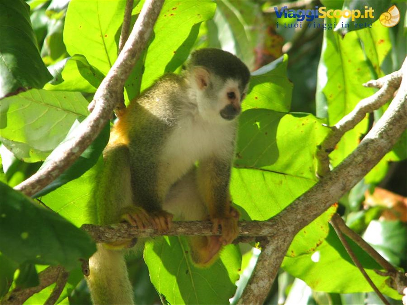 Foto di viaggio in COSTA RICA