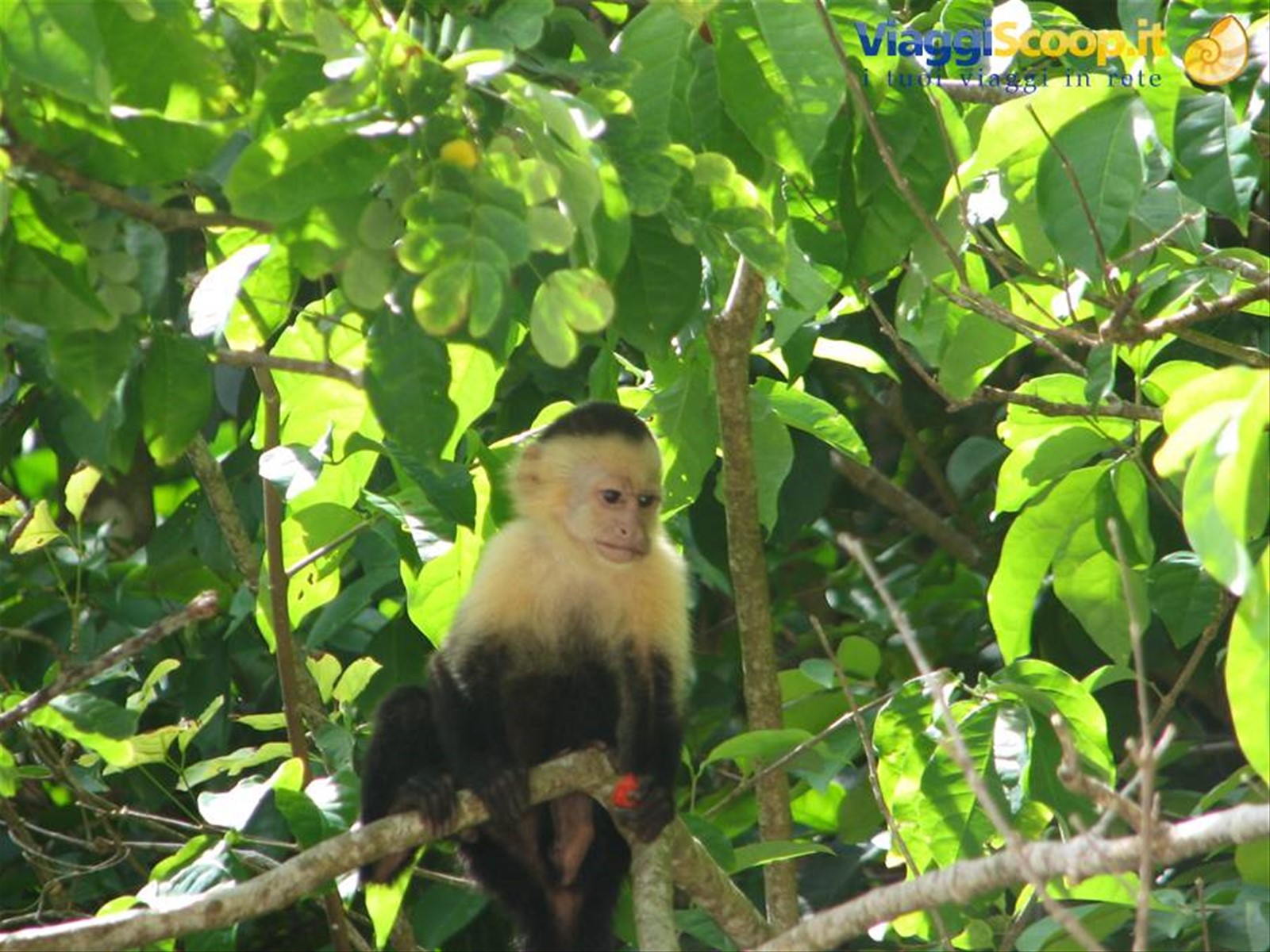 Foto di viaggio in COSTA RICA