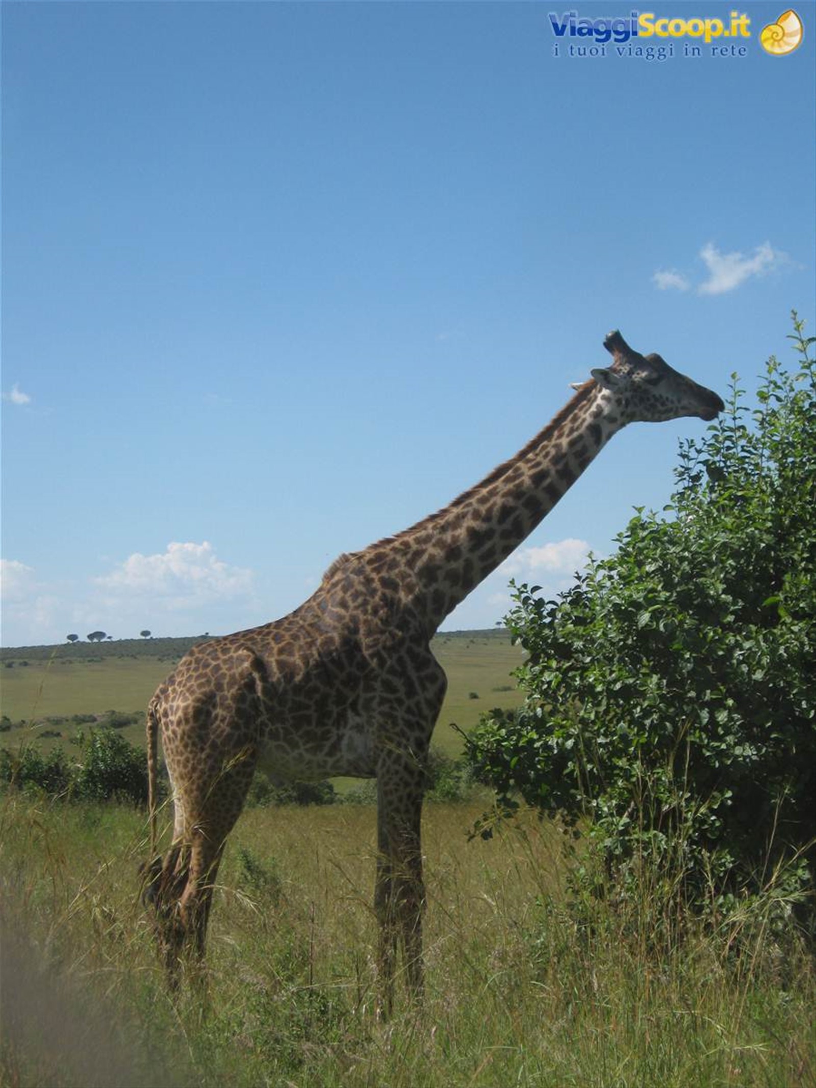 safari