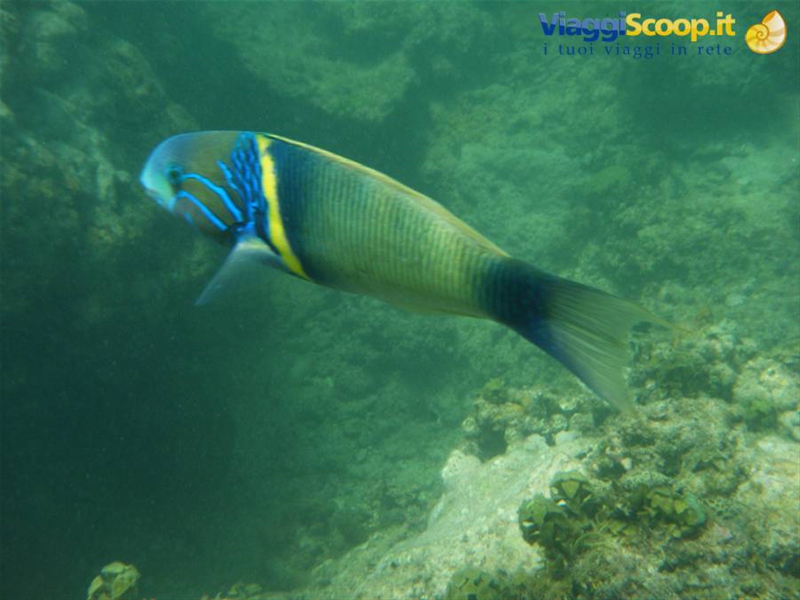 snorkeling nel parco marino di watamu