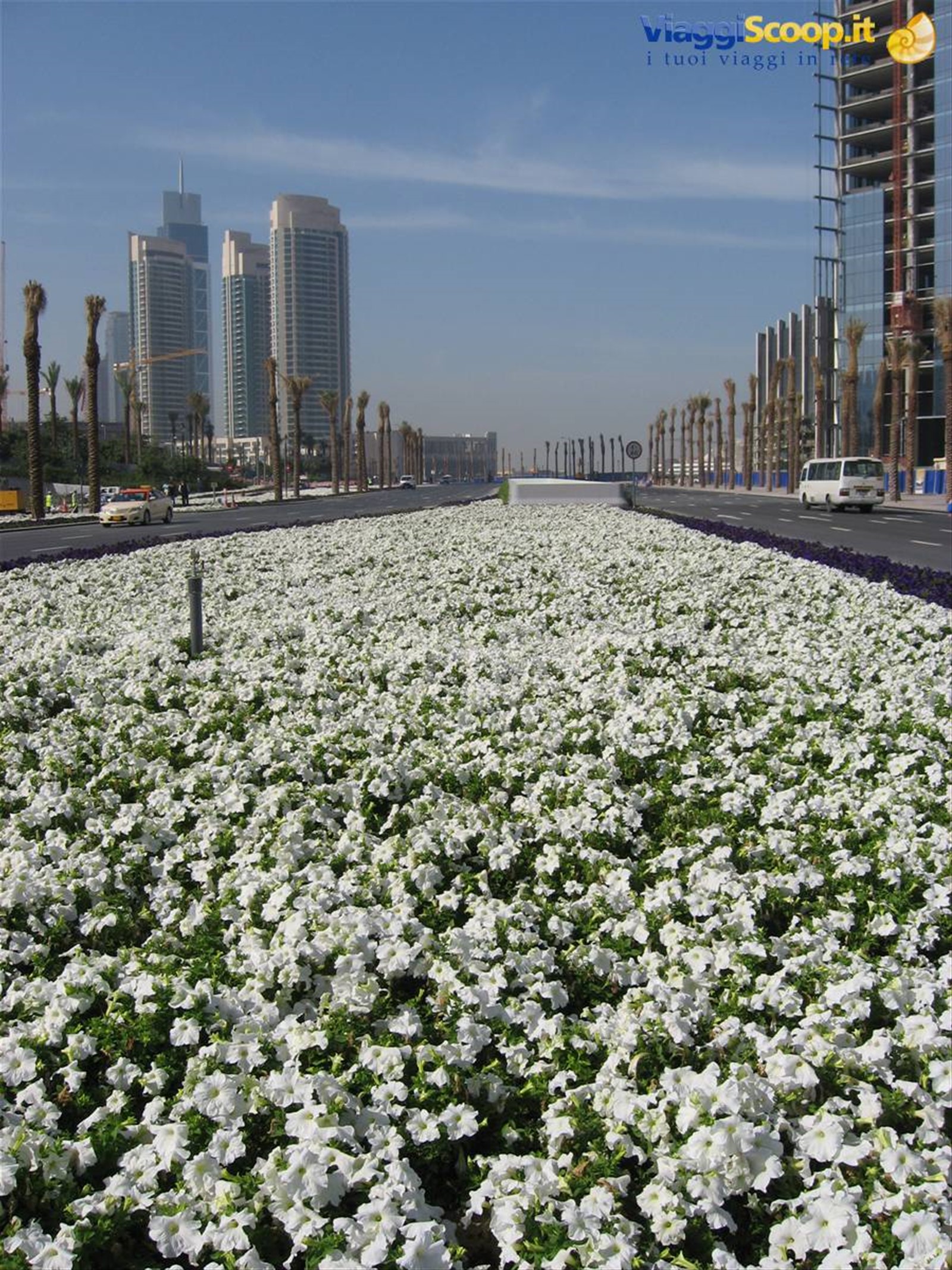 le strade di dubai son piene di fiori e profumi....