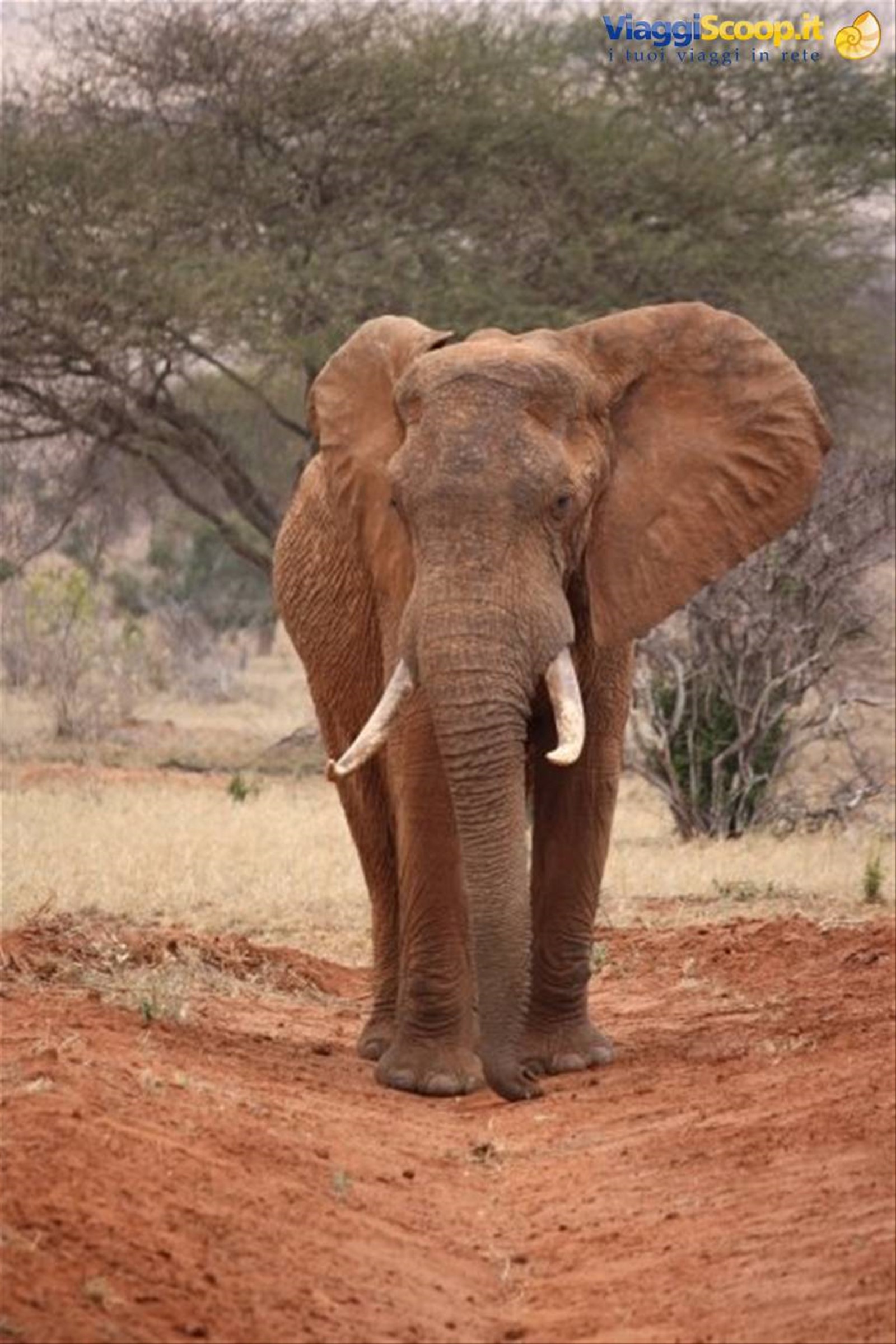 Foto di viaggio in KENYA