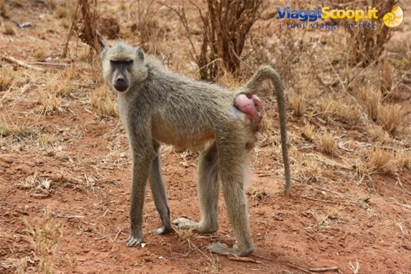 Foto di viaggio in KENYA